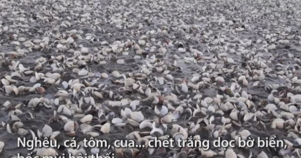 Gần 300 tấn nghêu chết trắng bờ biển Kiên Giang