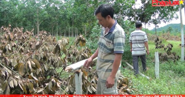 Hàng trăm cây cao su gần thu hoạch tại Phú Yên bị kẻ xấu chặt hạ
