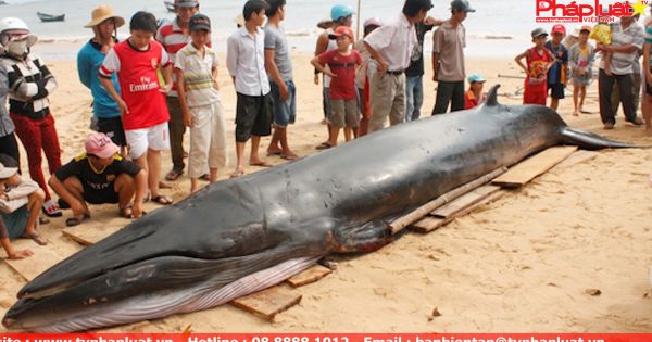 Cá voi nặng hơn một tấn dạt vào bờ biển Phú Yên