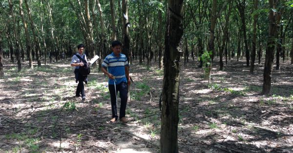 Cưỡng chế thu hồi 212,7 ha đất tại tiểu khu 41 huyện Tân Châu, tỉnh Tây Ninh
