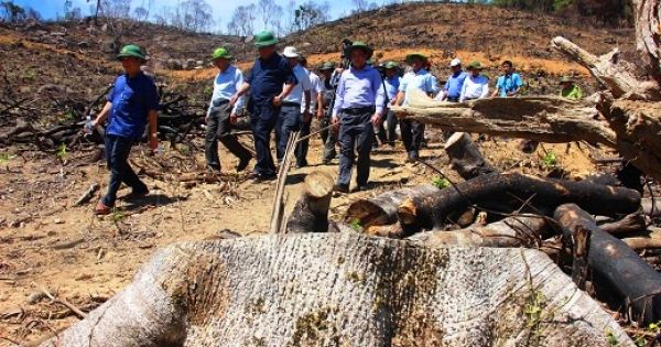 Ai chủ mưu tổ chức phá rừng quy mô lớn tại Bình Định?