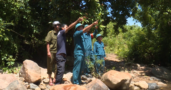 Bình Định: Giữ rừng hiệu quả nhờ tạo lập chốt gác đầu làng