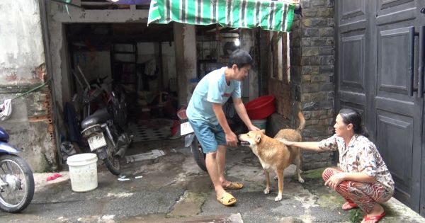 Chú chó giúp chủ : Tình yêu thương động vật cần đề cao