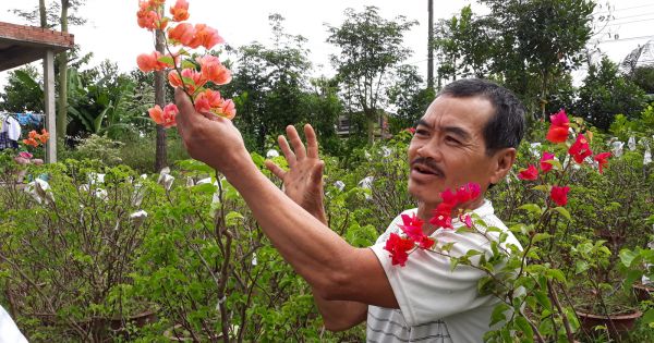 Điểm báo 29/11/2017: Người dân trồng hoa giấy lao đao vì tin đồn hoa chứa chất gây ung thư