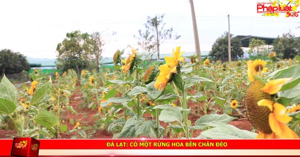 Đà Lạt: Có một rừng hoa bên chân đèo Tà Nung