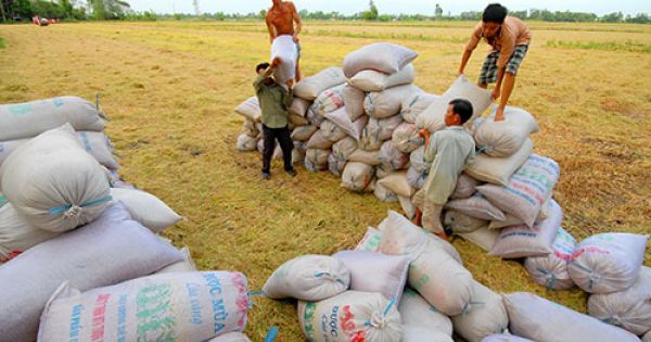 Xuất khẩu gạo tăng cao, thị trường sôi động