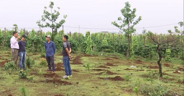 Gia Lai: Hàng chục nghìn m2 đất rừng thành đất tư chia cho cán bộ