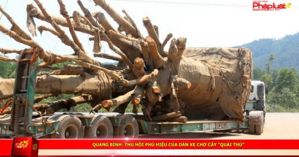 Quảng Bình: Thu hồi phù hiệu của dàn xe chở cây “quái thú”