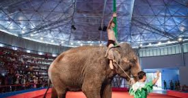 Liên minh châu Á vì động yêu cầu cấm sử dụng động vật hoang dã trong biểu diễn xiếc