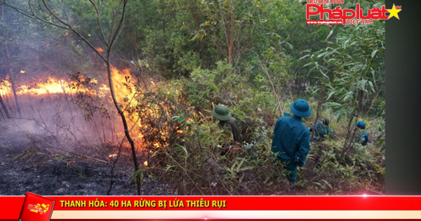 Thanh Hóa: 40 ha rừng bị lửa thiêu rụi