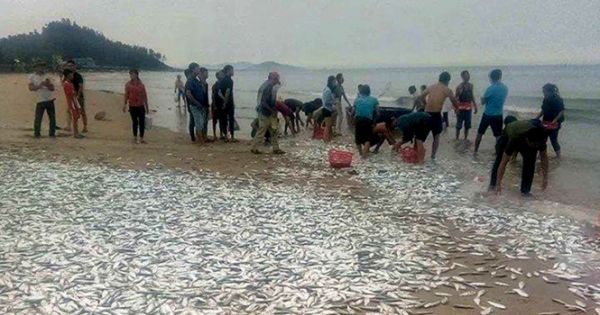 Người dân Hà Tĩnh trúng lớn với 3 tấn cá tràn bờ