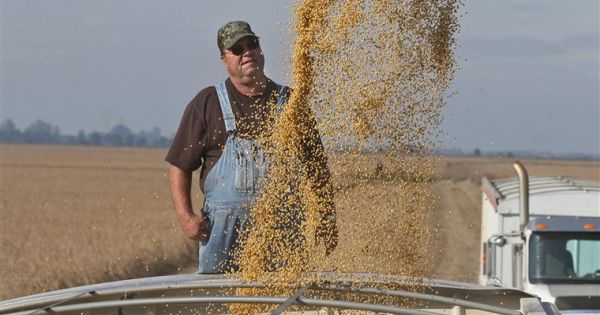 Chính quyền Mỹ muốn trợ cấp cho nông dân trồng đậu tương