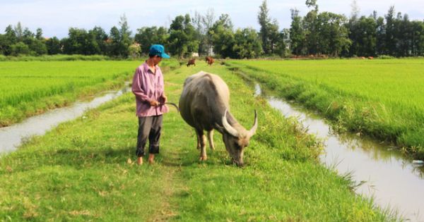 Quảng Bình: Dân nghèo “oằn mình” đóng phí đồng cỏ cho trâu bò