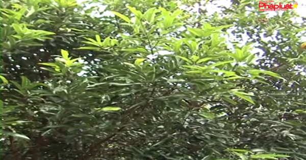 Quảng Ngãi: Xây dựng 500ha vùng chuyên canh cây quế Trà Bồng