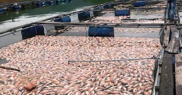 Hơn 50 tấn cá nuôi chết sau một đêm
