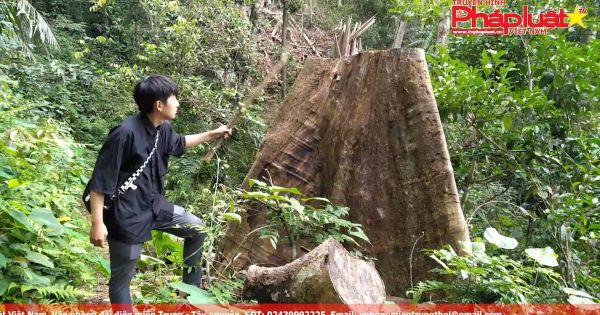 Quảng Nam: Rừng nguyên sinh đang bị bức tử