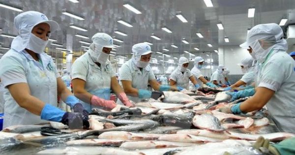Mỹ trở lại dẫn đầu thị trường nhập khẩu cá tra Việt Nam
