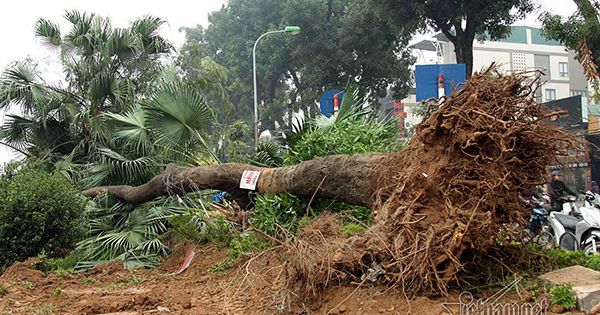 Chặt mỗi cây ở đường Láng, Hà Nội chi hơn 7 triệu đồng
