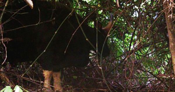 Lần đầu tiên chụp được ảnh bò tót ở Vườn quốc gia Phong Nha