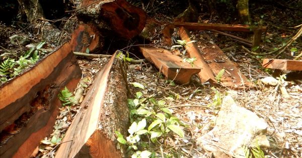 Kỷ luật nhiều cán bộ kiểm lâm vụ phá rừng tại Phong Nha - Kẻ Bàng