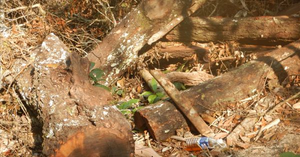Vụ phá rừng VQG Phong Nha – Kẻ Bàng: Khởi tố và bắt tạm giam thêm 6 đối tượng
