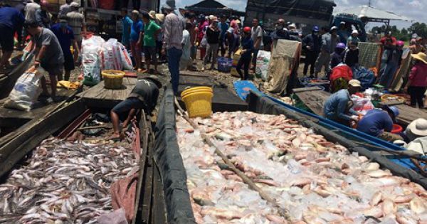 1.000 tấn cá bè chết trên sông La Ngà: Do ô nhiễm hữu cơ vượt quy chuẩn