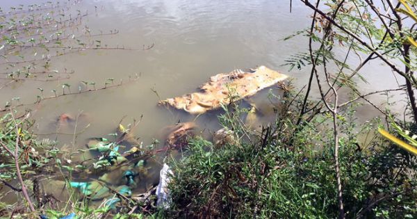 Quảng ngãi: Lợn chết vì dịch vứt đầy sông