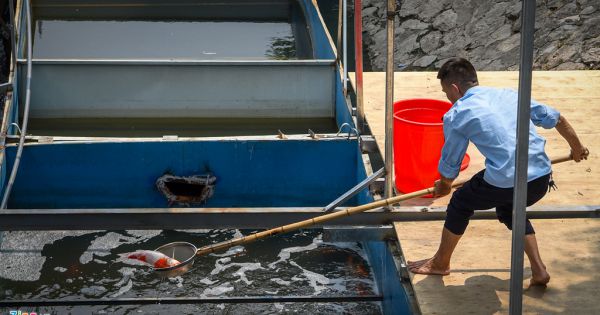 Cá Koi lờ đờ, chết ngửa bụng sau 2 ngày ở bể xử lý nước sông Tô Lịch