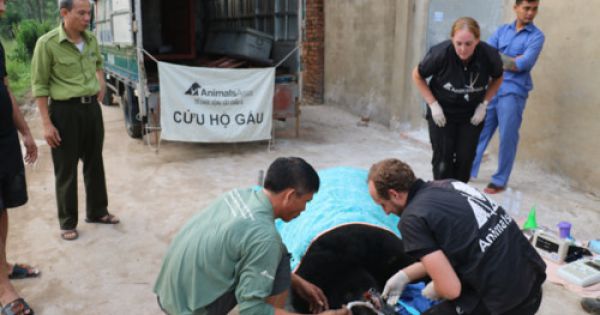 Cứu hộ khẩn cấp con gấu ngựa bị nhốt 15 năm tại Vĩnh Phúc