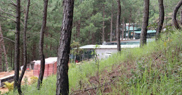 Vụ nhà mọc trong rừng thông tại Đà Lạt: Buộc tháo dỡ toàn bộ công trình vi phạm
