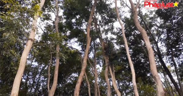 Khám phá khu rừng gỗ trắc quý hiếm rộng hơn 500ha