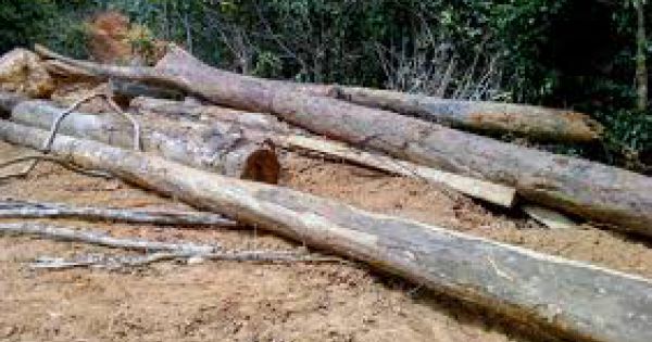 Nguyên trạm trưởng bảo vệ rừng bị khởi tố vì để xảy ra phá rừng