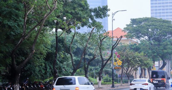 Cây xanh ở Đà Nẵng bị cắt cụt ngọn