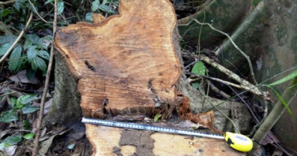 Thanh Hóa: Phá rừng tràn lan ở huyện miền núi Bá Thước