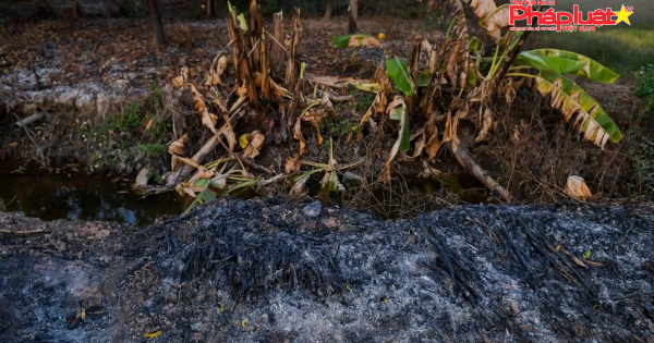 Hưng Yên: Xót xa hàng trăm cây ăn quả bị kẻ gian đốt trụi
