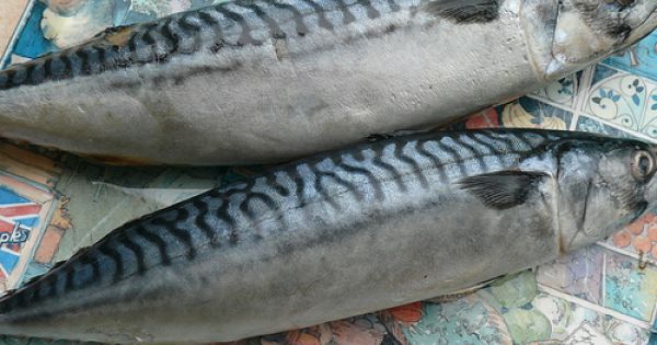 Xuất khẩu cá saba của Nhật Bản sang Việt Nam tăng do hiệp định TPP