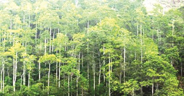 Gần 270.000ha rừng Việt Nam đã có chứng chỉ quốc tế