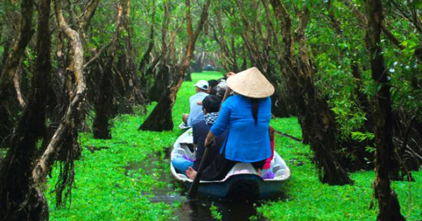 Rừng tràm Trà Sư nhận kỷ lục khu rừng tràm đẹp nhất Việt Nam