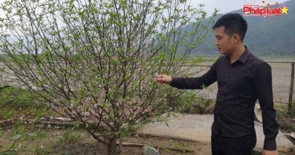 Hà Tĩnh: Đào Tết nở rộ, người trồng thiệt hại hàng trăm triệu đồng