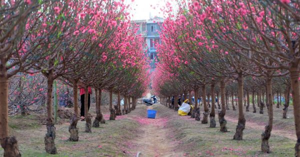 Xót xa vựa đào Nhật Tân nở hoa đỏ rực trước Tết, người dân ngậm ngùi hái bỏ cả nghìn bông