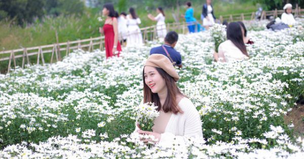 Du khách hào hứng check – in vườn cúc hoạ mi đầu tiên tại Đà Nẵng
