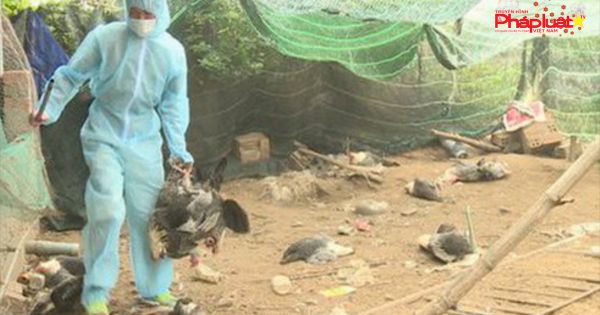 Đề nghị xử lý cán bộ “giấu dịch” cúm gia cầm ở Thanh Hoá