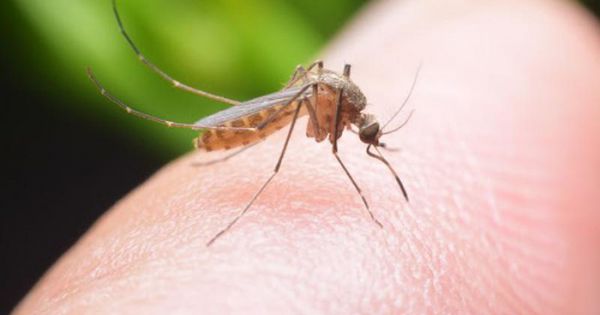 WHO bác tin đồn virus SARS-CoV-2 có thể lây truyền qua muỗi