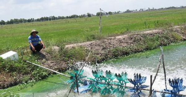 Đầu tư 26 tỷ đồng chống hạn mặn tại vùng hạ lưu sông Tiền