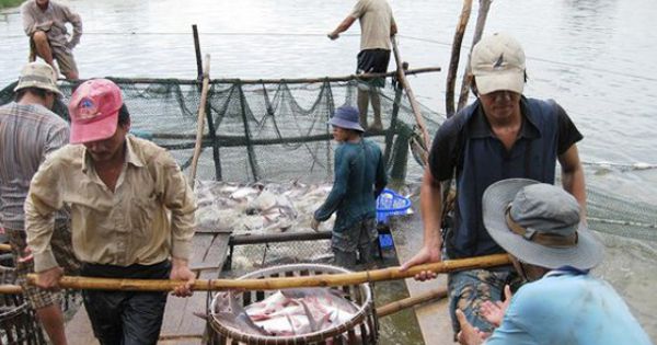 Đồng bằng sông Cửu Long: Cá tra bị thiệt hại kép