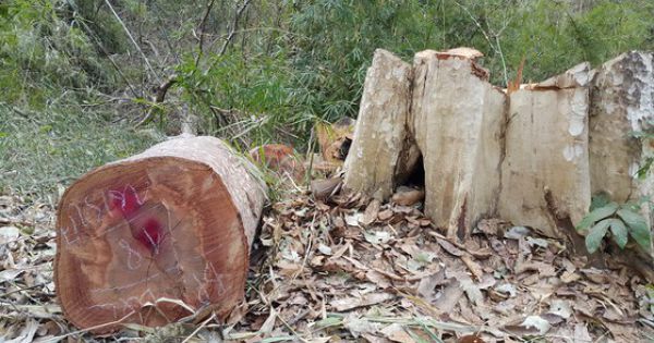 Khởi tố 3 vụ phá rừng ở biên giới Ia Chía, Gia Lai