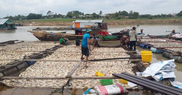 Di dời 168 hộ nuôi cá bè trên sông La Ngà