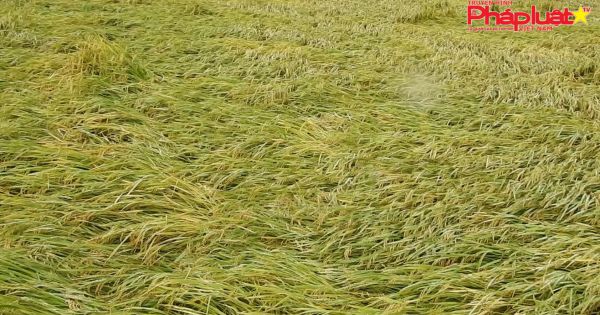 Quảng Trị: Hàng ngàn hecta lúa Đông Xuân bị đổ ngã do ảnh hưởng của rét nàng Bân