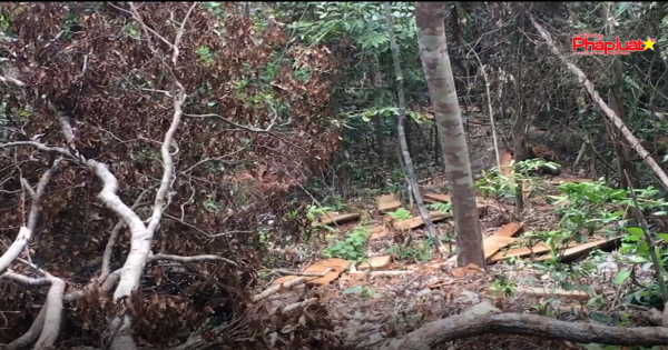 Phú Yên: Lâm tặc tàn phá rừng phòng hộ Hòn Đen sông Hinh