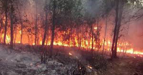 Khởi tố hình sự và xử lý hành chính 8 vụ cháy rừng ở Nghệ An